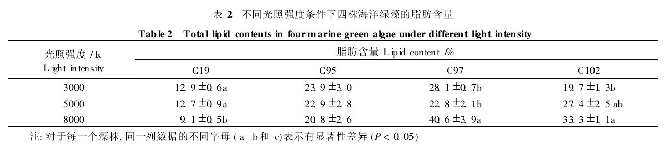 表2不同光照強度條件下四株海洋綠藻的脂肪含量