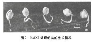 圖2 NOCL處理幼苗的生長情況