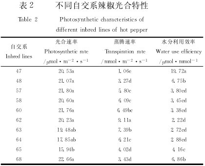 表2 不同自交係辣椒光合特性