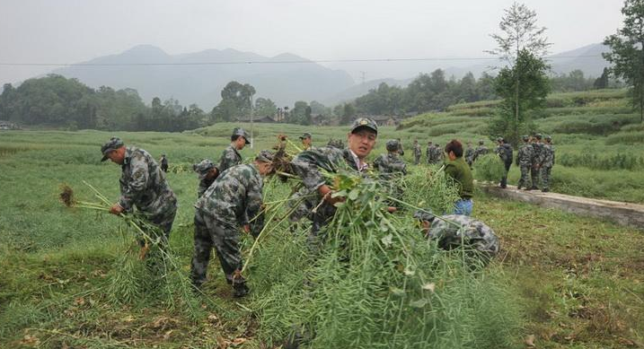 官兵幫助受災群眾收割油菜籽