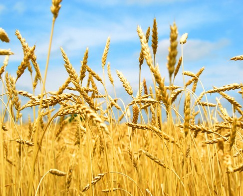小麥